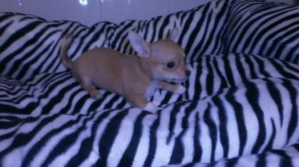 3 Monate Junger chihuahua Junge kostenlos