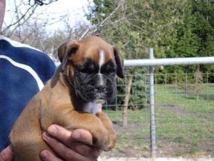 Süße boxer welpen für ostern