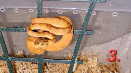 0. 0. 5 Corallus hortulanus