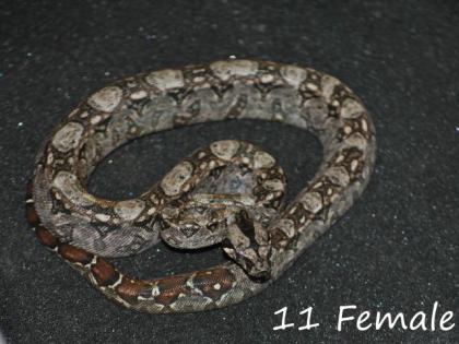 Bci Tarahumara/Mexico Zwergboa 05/21
