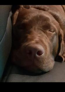 Labradoodle Welpen F 1