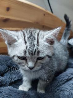 Reinrassige BKH Kitten zu verkaufen