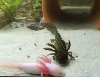 Axolotl Jungtiere, eigene Zucht, MV