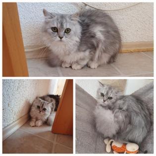 Reinrassige Perser Kitten mit Nase