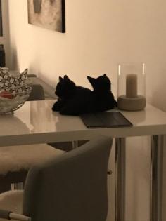 Zwei wunderbare Katzenbabys