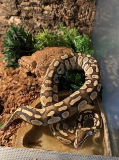 Lesser Python Reguis 0. 1 Female Lesser Königspython Python regius · Python