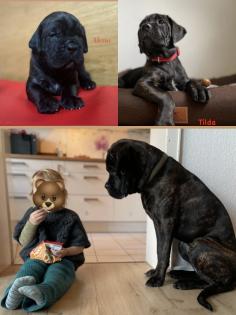 Cane Corso Wurfankündigung mit Ahnentafel
