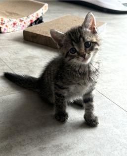 Süßer Kater 8 Wochen alt
