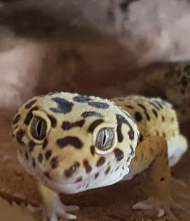Leopardgeckos, 1 Männlein, 2 Weiblein sowie 1 weibliches Jungtier