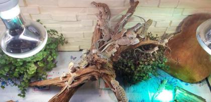 Bartagame Progona Viticeps 8 Wochen jung