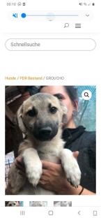Tolle Welpen, Junghunde Hundesenioren