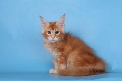 Reinrassige Maine coon Stammbaum