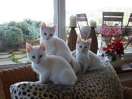 3 süße Katzenkinder suchen ein neues zu Hause