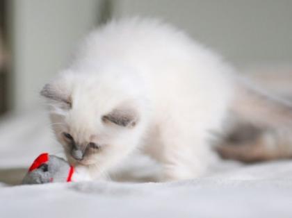 Heilige Birma-Baby mit Mama beide blue-point
