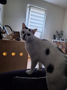 2 Kater Brüder, gechipt, geimpft, kastriert,