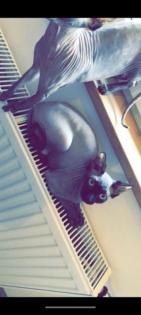 Zwei Canadische Sphynxkatzen Geschwister