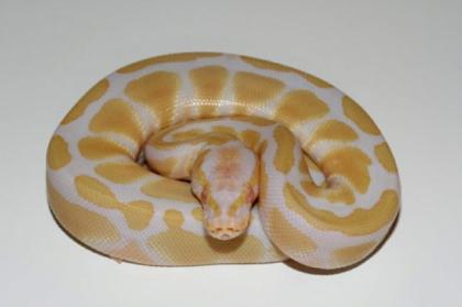 Verkaufe Königspython Piebald Albino