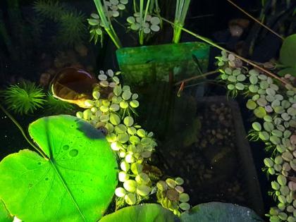Guppy Guppies Nachwuchs aus Miniteich
