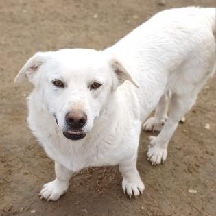 Max sucht ein Zuhause