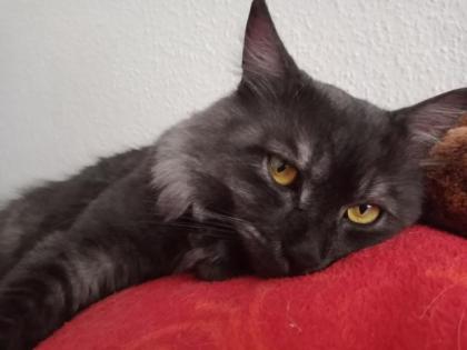 Deckkater MaiCoon Perser Mischling