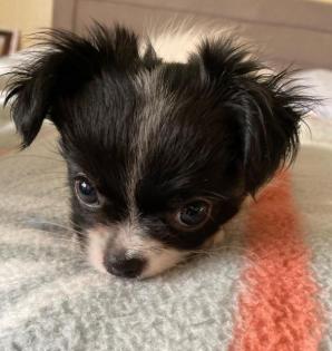 Chihuahua Weibchen sucht ein Zuhause