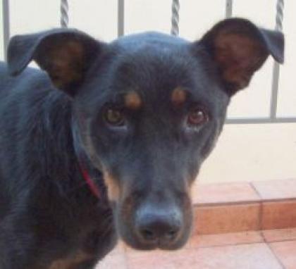 Dimitra . vom Leid einer Hundemutter, die selbst nur ein Häufchen Elend ist