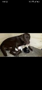Verkaufe schöne Labrador Hündin