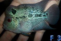 Biete Aquarienfische aller Art an und suche auch immer welche