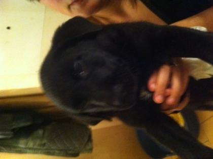 Labrador-Mix Welpen zu Verkaufen