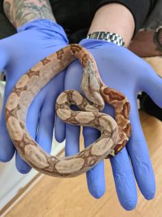 Boa constrictor imperator