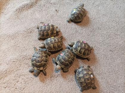 Maurische Landschildkröten Testudo graeca ibera NZ 2024