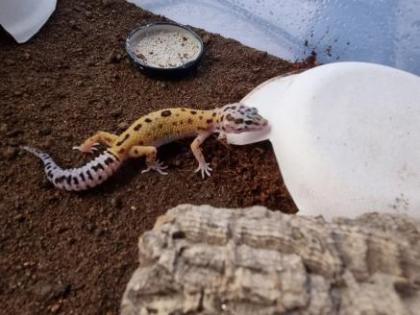 Leopardgecko Weibchen