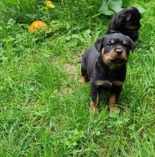 Rottweiler Herzen suchen passende Umfelder