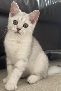 Bkh Kitten mit offenen Stammbaum blg. B