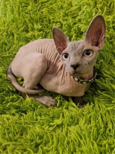 Sphynx Mädchen mit blauen Augen