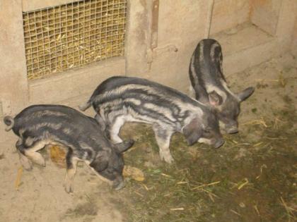 Wollschwein Ferkel / Mangalitza