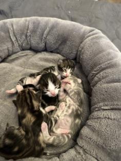 Norwegische Waldkatzen Kitten