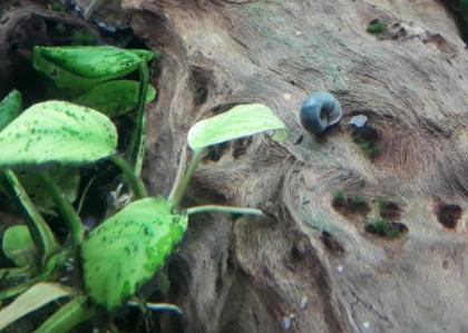 Kleine Posthornschnecke rot, blau, braun Planorbella duryi var. Aquarium Schneck