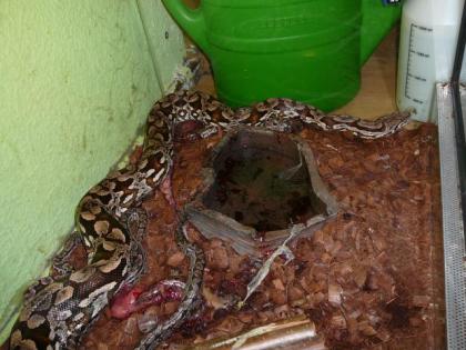 Acrantophis dumerili südliche Madagaskarboa aus eigener Nachzucht abzugeben