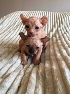 Katze Nacktkatze Sphynx Elfen Kitten Kätzchen weiblich und männlich Euro 1. 400, - Fe