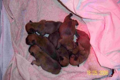 MEINE WELPEN SIND DA, FRANZÖSISCH BULLDOGGEN FAWN,
