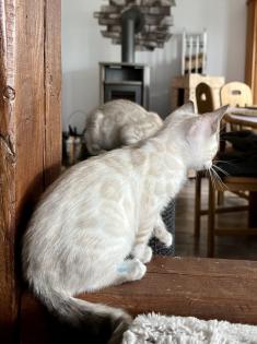 Snow Bengalen aus liebevoller Zucht mit TICA-Stammbaum - nur noch 2 zu haben