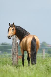Deckanzeige buckskin Tennessee Walker / Tennessee Walking Horse