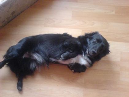 Dackel, jackrassel, border collie mischling