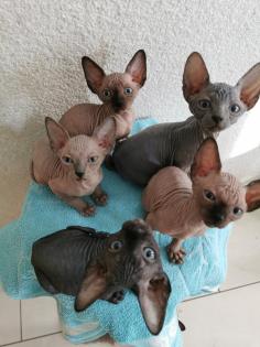 Zuckersüße KanadiaSphynx Kitten