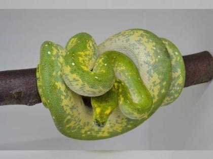Morelia Viridis HY Biak x Yellow Blue Line ENZ 21 abzugeben.