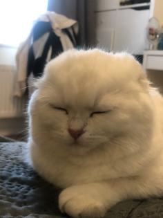 Scottish Fold 6 Monate alt Weiß/Grau