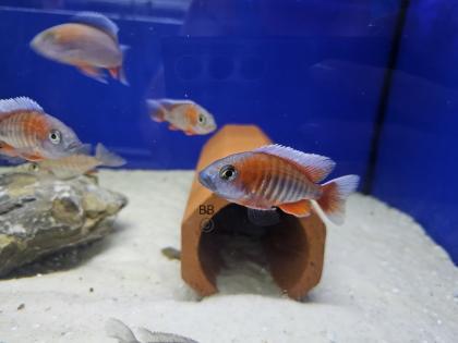 Malawibuntbarsche aus gewerblicher Zucht