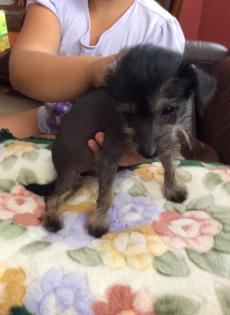Chinesischer Nackthund - Chinese Crested Dog Rüde - ganz süß