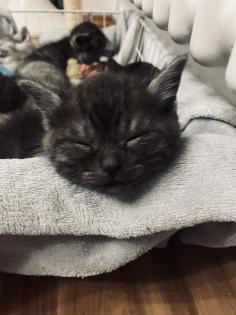 Noch 5 BKH/BLH Mix Kitten